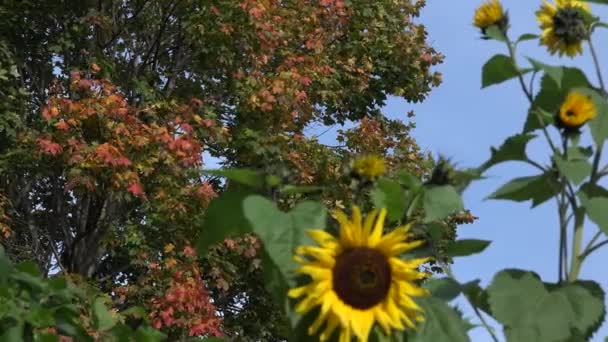 focus change from maple tree foliage to sunflower in garden. 4K - Metraje, vídeo