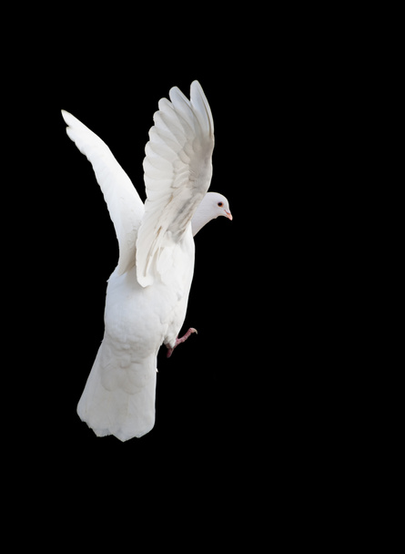 Белый голубь в свободном полете
 - Фото, изображение