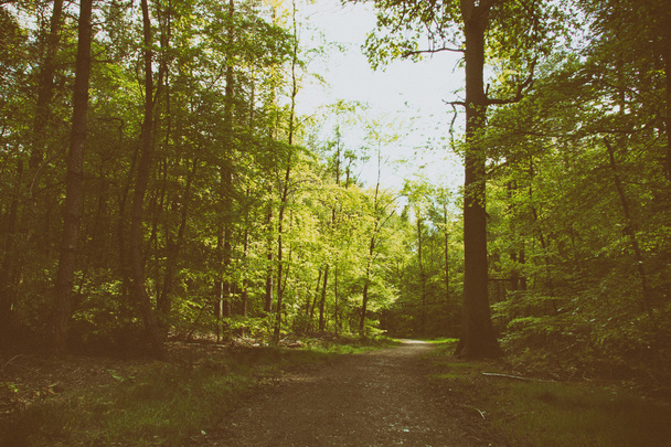 Platteland wandeling met pad door bomen - Foto, afbeelding