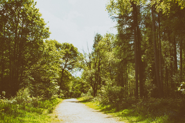 Caminata por el campo con sendero serpenteando entre árboles
 - Foto, imagen