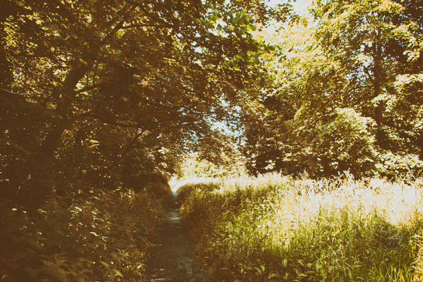 Footpath going through the trees and grass - Photo, image