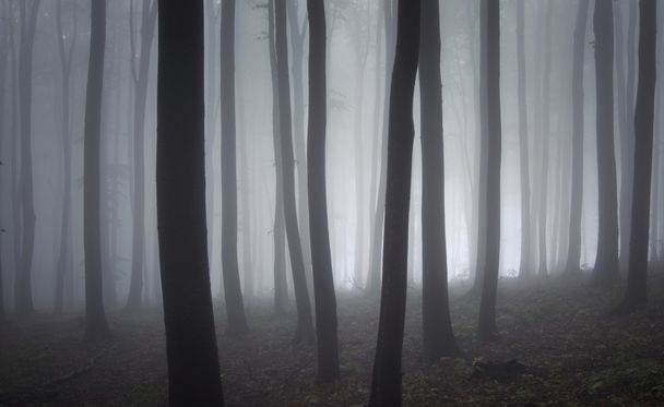 Elegante foresta con nebbia
 - Foto, immagini