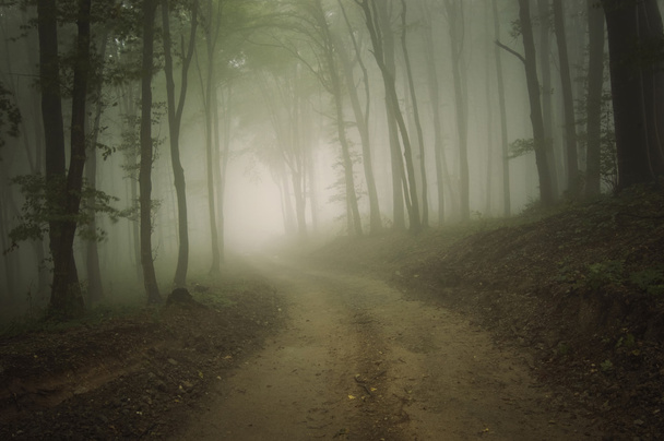 Route à travers une forêt avec brouillard à l'automne
 - Photo, image