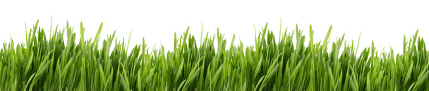 Tall grass banner - Photo, Image