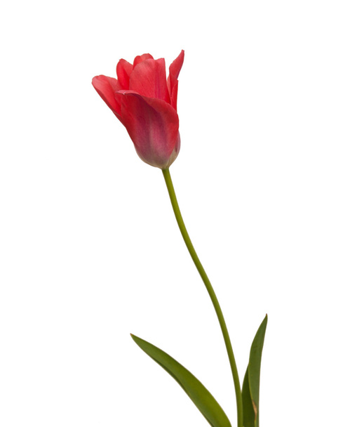 Ροζ tulip χαριτωμέ - Φωτογραφία, εικόνα