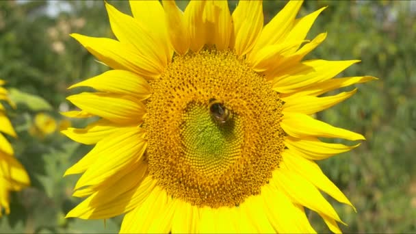 Bumblebee çiçek açan ayçiçeği üzerinde - Video, Çekim
