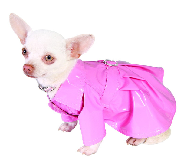 Koira pinkissä sadetakissa
 - Valokuva, kuva