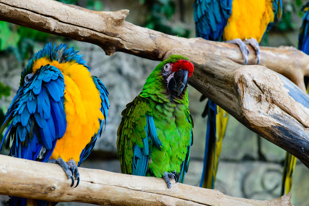 big multicolored parrot closeup - Foto, Imagen