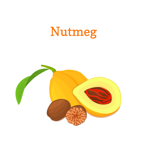 Nutmeg with leaves. Vector illustration of a handful of nutmeg spice nut isolated on white background it can be used as packaging design element, printing brochures on healthy and vegetarian diet - Vector, Image