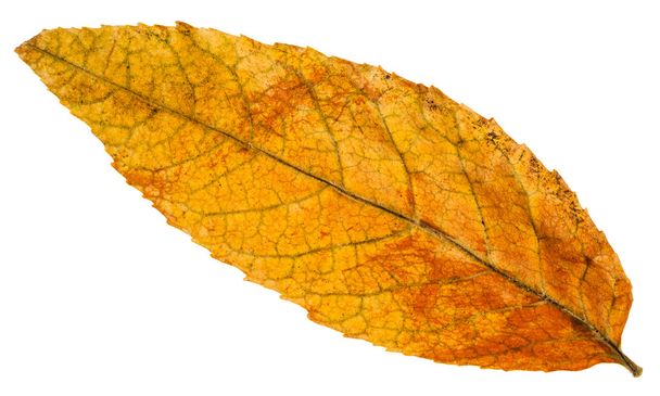 izole kül ağacının sarı düşmüş yaprak - Fotoğraf, Görsel