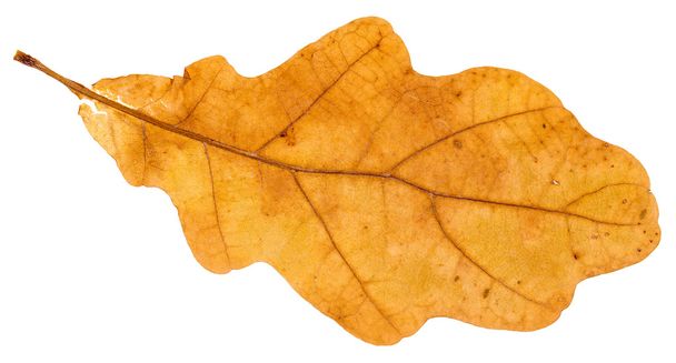 žlutá spadlý list dubu, samostatný - Fotografie, Obrázek