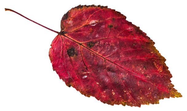 red dead leaf of ash-leaved maple tree isolated - Photo, Image