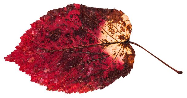 red dried leaf of ash-leaved maple tree isolated - Photo, Image