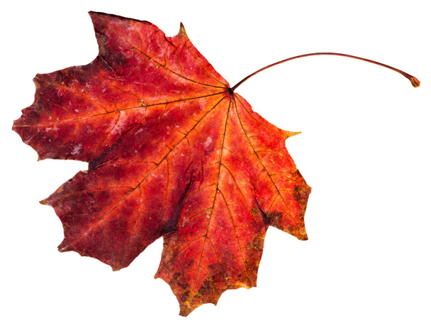 red fallen leaf of maple tree isolated - Photo, Image