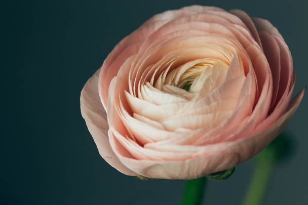 tenra flor de ranúnculo rosa
 - Foto, Imagem