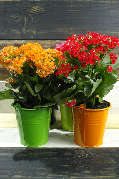 Kalanchoe (Saxifragales Crassulaceae Kalanchoe) flower in small  buckets - Photo, Image