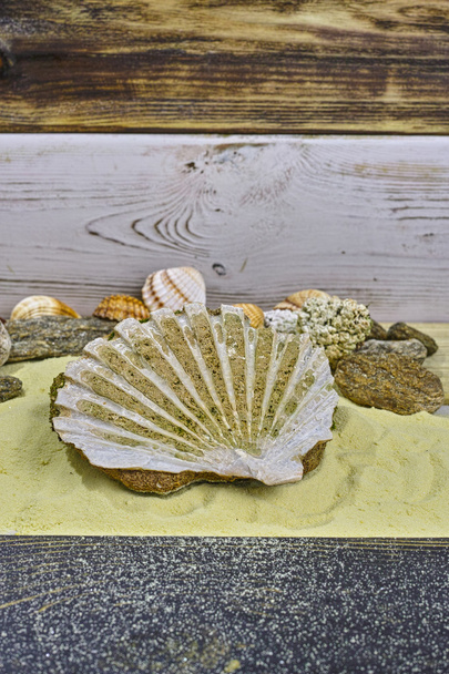 Tengerre shell fossil a sárga homok közelről - Fotó, kép