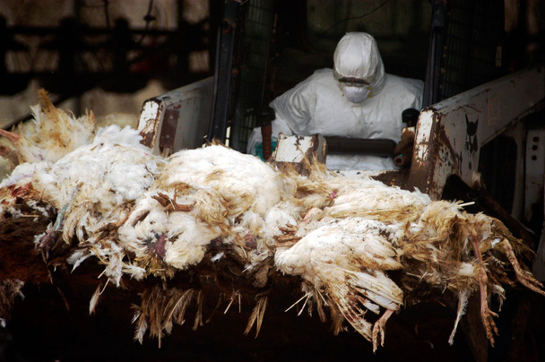 Brote de gripe aviar
 - Foto, imagen