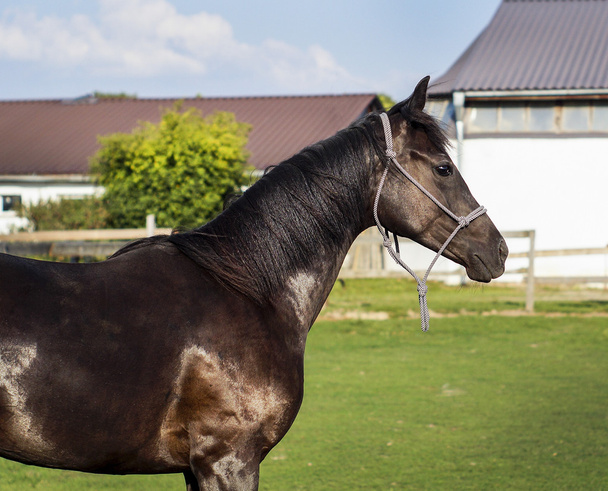 Коричневая лошадь, стоящая в загоне на зеленой траве
 - Фото, изображение