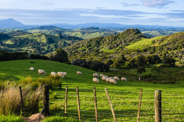 Moutons mangeant de l'herbe sur les montagnes de l'île nord de la Nouvelle-Zélande
 - Photo, image