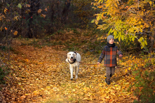 Autumn walk with pet - Zdjęcie, obraz