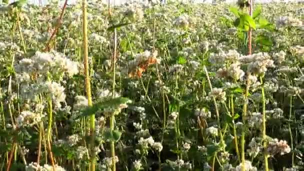 Flowers of buckwheat and buckwheat vast fields. - Footage, Video