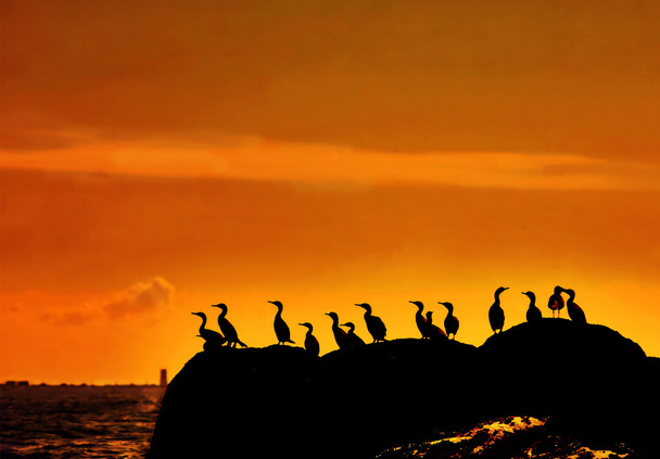 Бакланов на заході сонця
 - Фото, зображення
