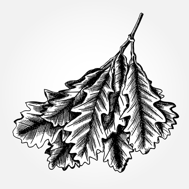 Hand drawn ink rustic oak leaves - Vektör, Görsel