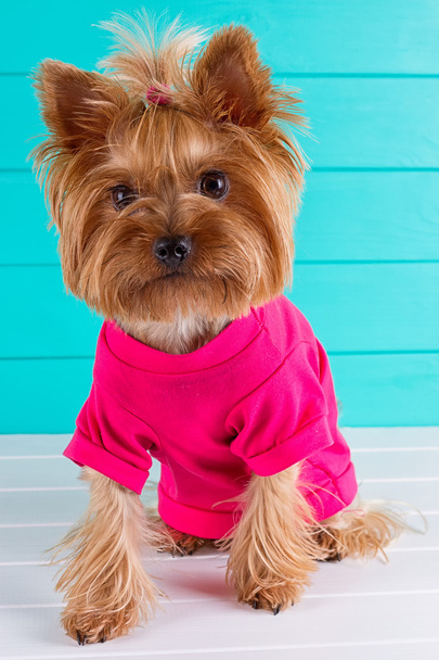 Yorkshire terrier in a pink shirt on  background - Zdjęcie, obraz