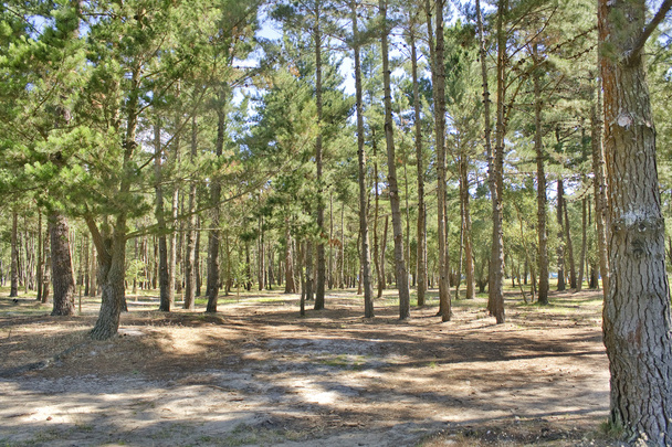 Maritime pine forest - Photo, Image