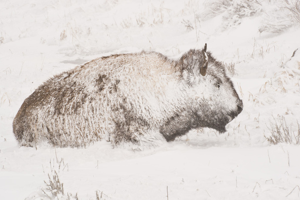 Bison dans la tempête hivernale - Photo, image