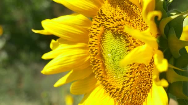Biene auf blühender Sonnenblume - Filmmaterial, Video