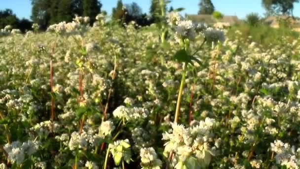 Flowers of buckwheat and buckwheat vast fields. - Footage, Video