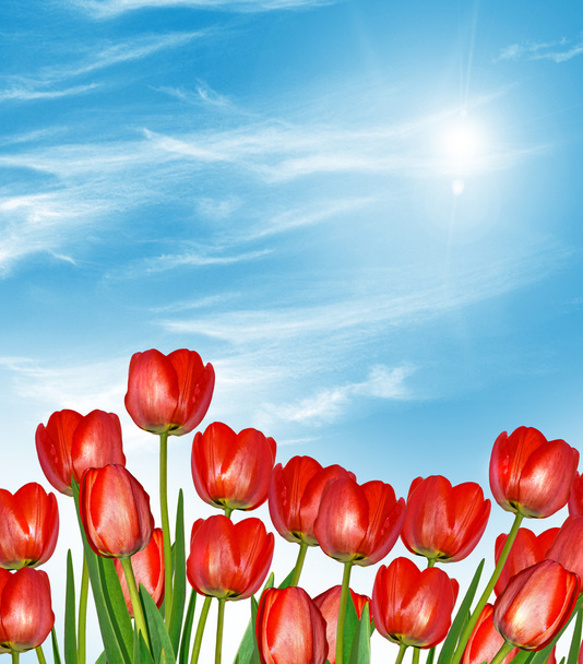 flowers tulips against the blue sky with clouds - Photo, Image