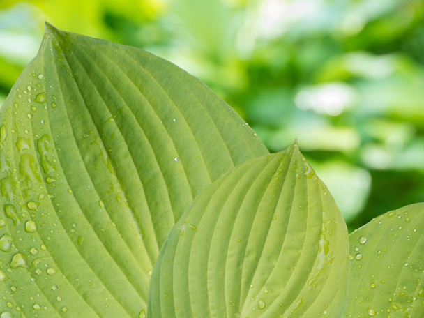 Листья Hosta с капельками дождя на размытом фоне
 - Фото, изображение