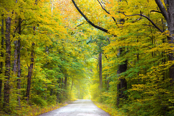 Camino a través de árboles de otoño
 - Foto, Imagen