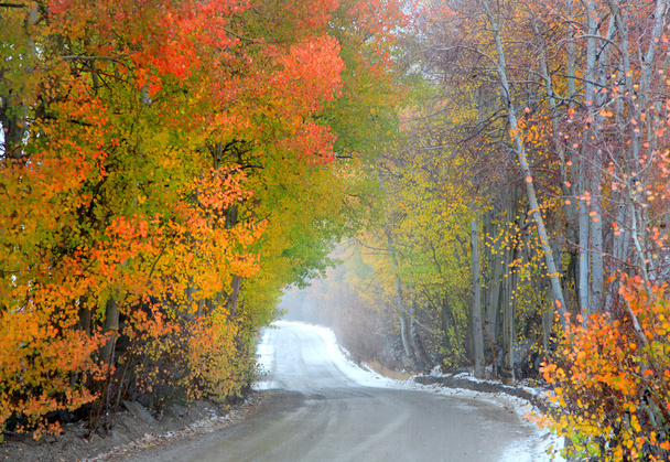 mglisty jazdy jesień - Zdjęcie, obraz