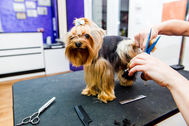 Hairdresser mows Yorkshire Terrier fur on the ear with a trimmer - Φωτογραφία, εικόνα
