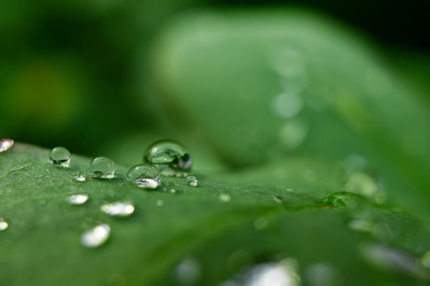 Leaves with dewdrops - Фото, изображение