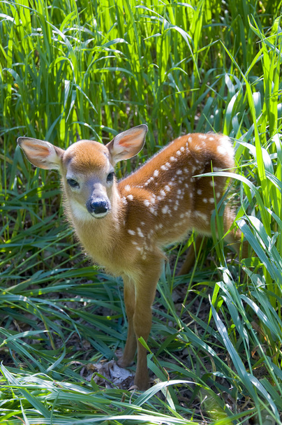 Baby Deer - Photo, Image