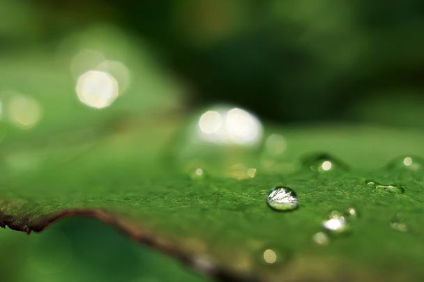 Leaves with dewdrops - Fotoğraf, Görsel