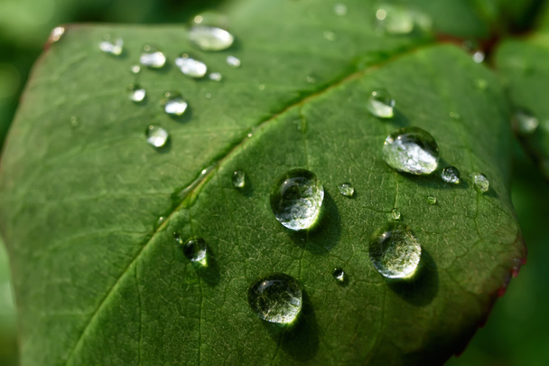 Leaves with dewdrops - Foto, afbeelding