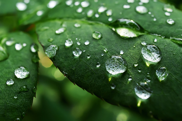 Leaves with dewdrops - Photo, image