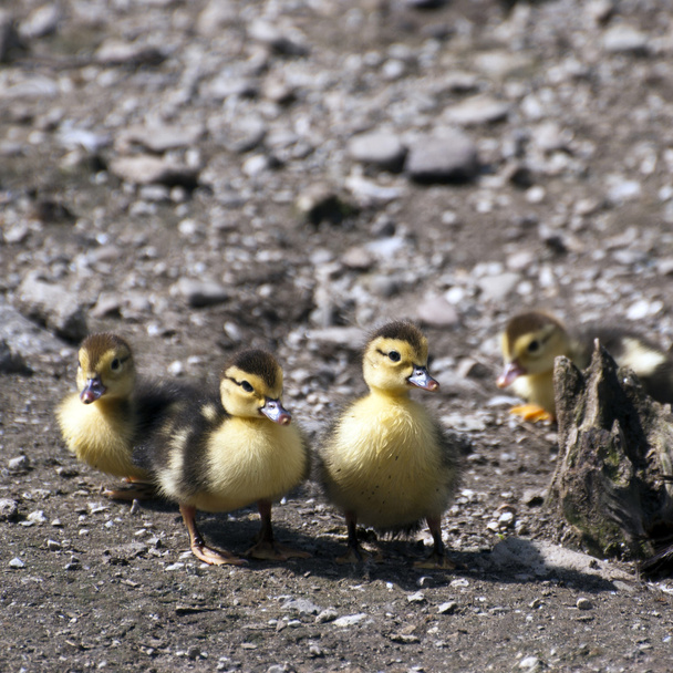 Misk ördekleri genç olanlar - Fotoğraf, Görsel