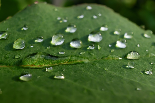 Leaves with dewdrops - Photo, Image