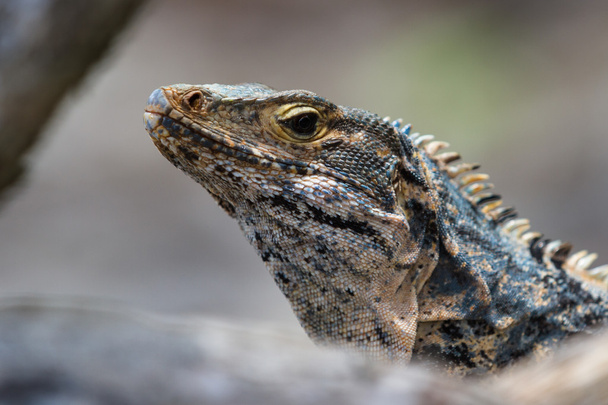 large lizard in Costa Rica  - Foto, imagen