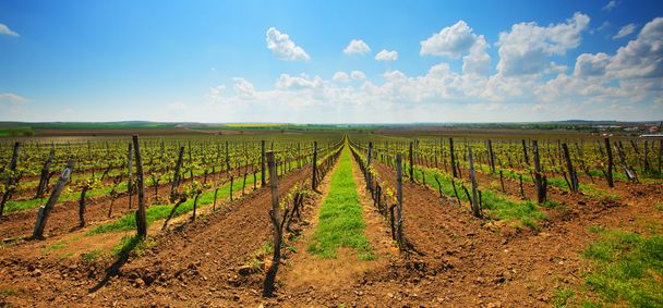 French vineyard under blue sky - Φωτογραφία, εικόνα