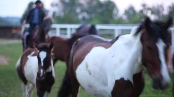 Kowboje jazdy konie na padok - Materiał filmowy, wideo