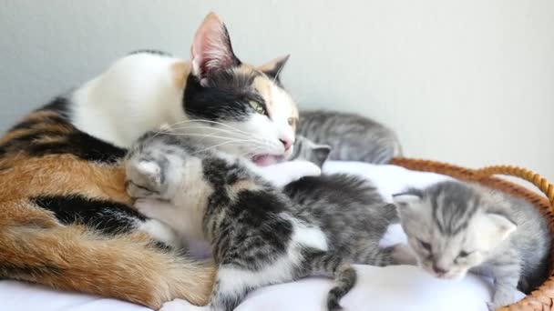 Mother cat licking her kitten - Footage, Video