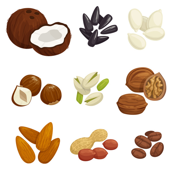 Nuts, grain and kernels vector icons - Vector, Image